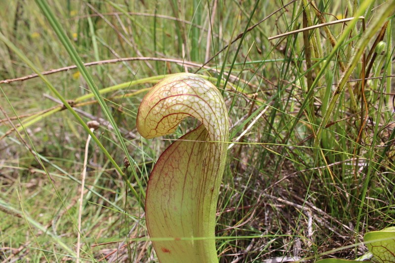 Pitcherplant photo 2