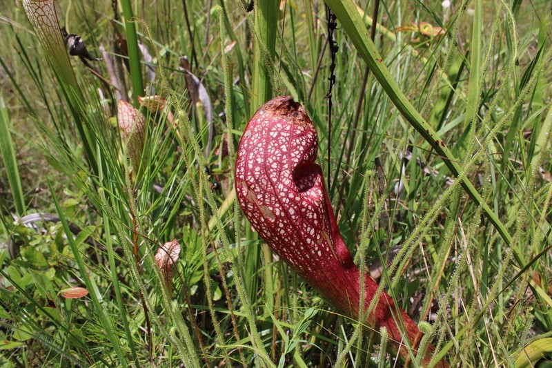 Pitcherplant photo 3