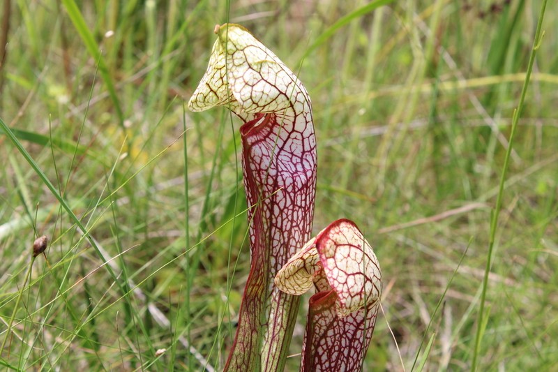 Pitcherplant photo 4