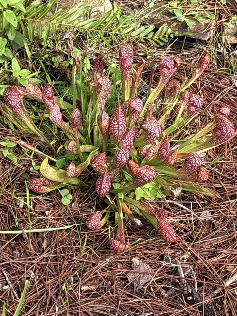 Pitcherplant photo 6