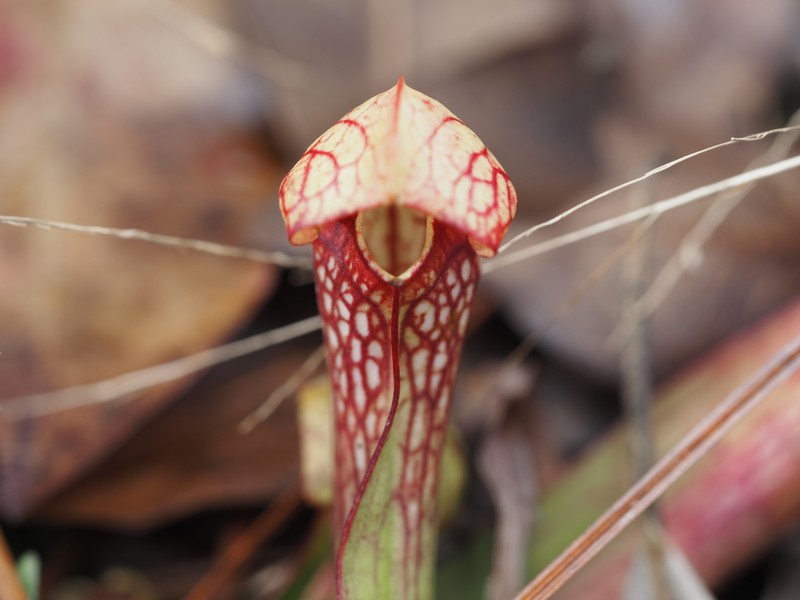 Pitcherplant photo 7