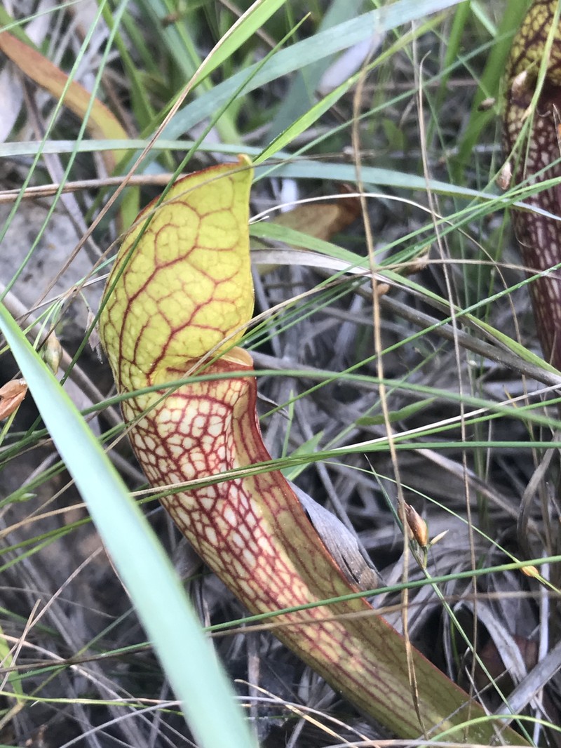 Pitcherplant photo 8