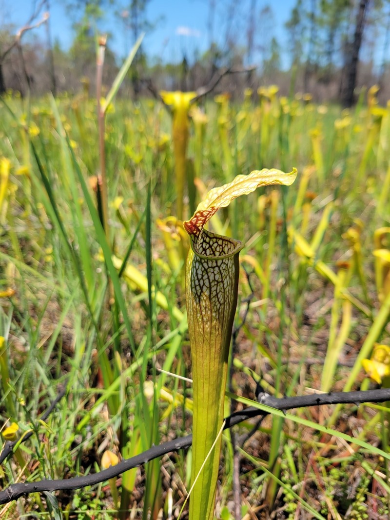 Pitcherplant