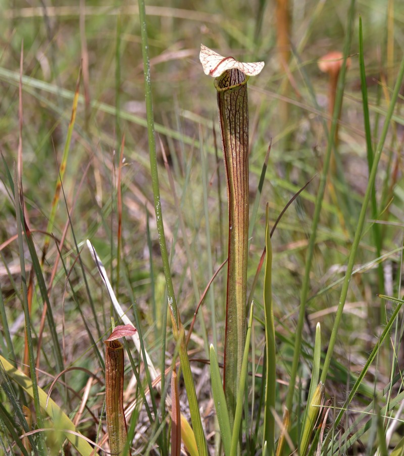 Pitcherplant photo 8