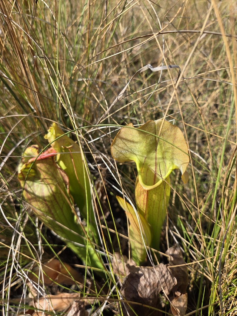 Pitcherplant