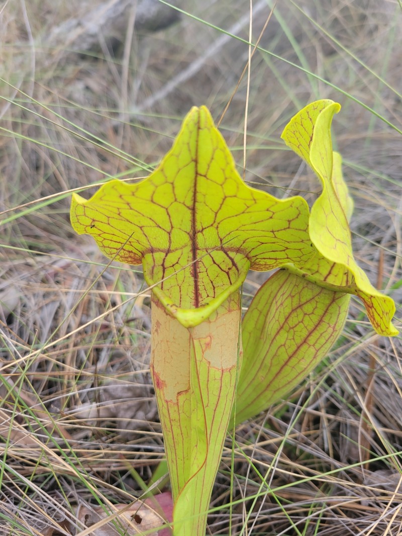 Pitcherplant photo 5