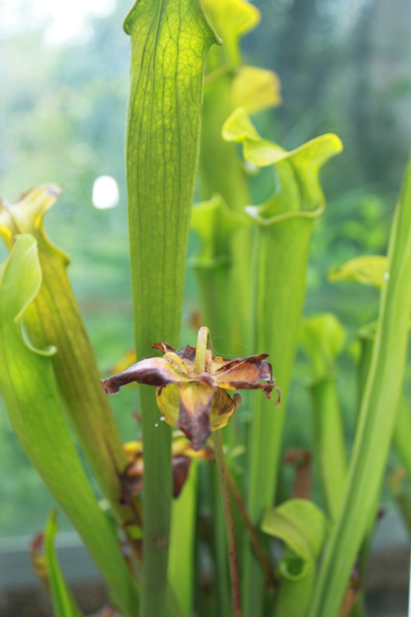 Sarracenia alabamensis