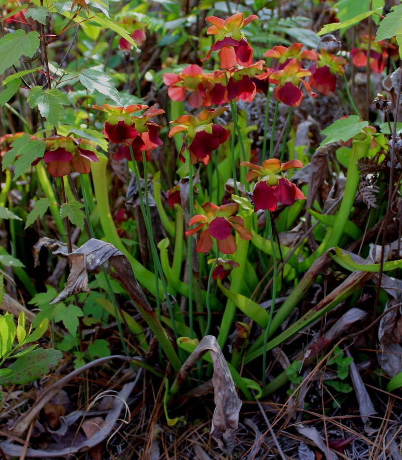 Sarracenia alabamensis photo 2
