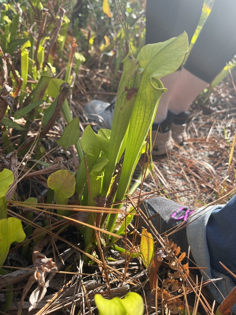 Sarracenia alabamensis photo 3