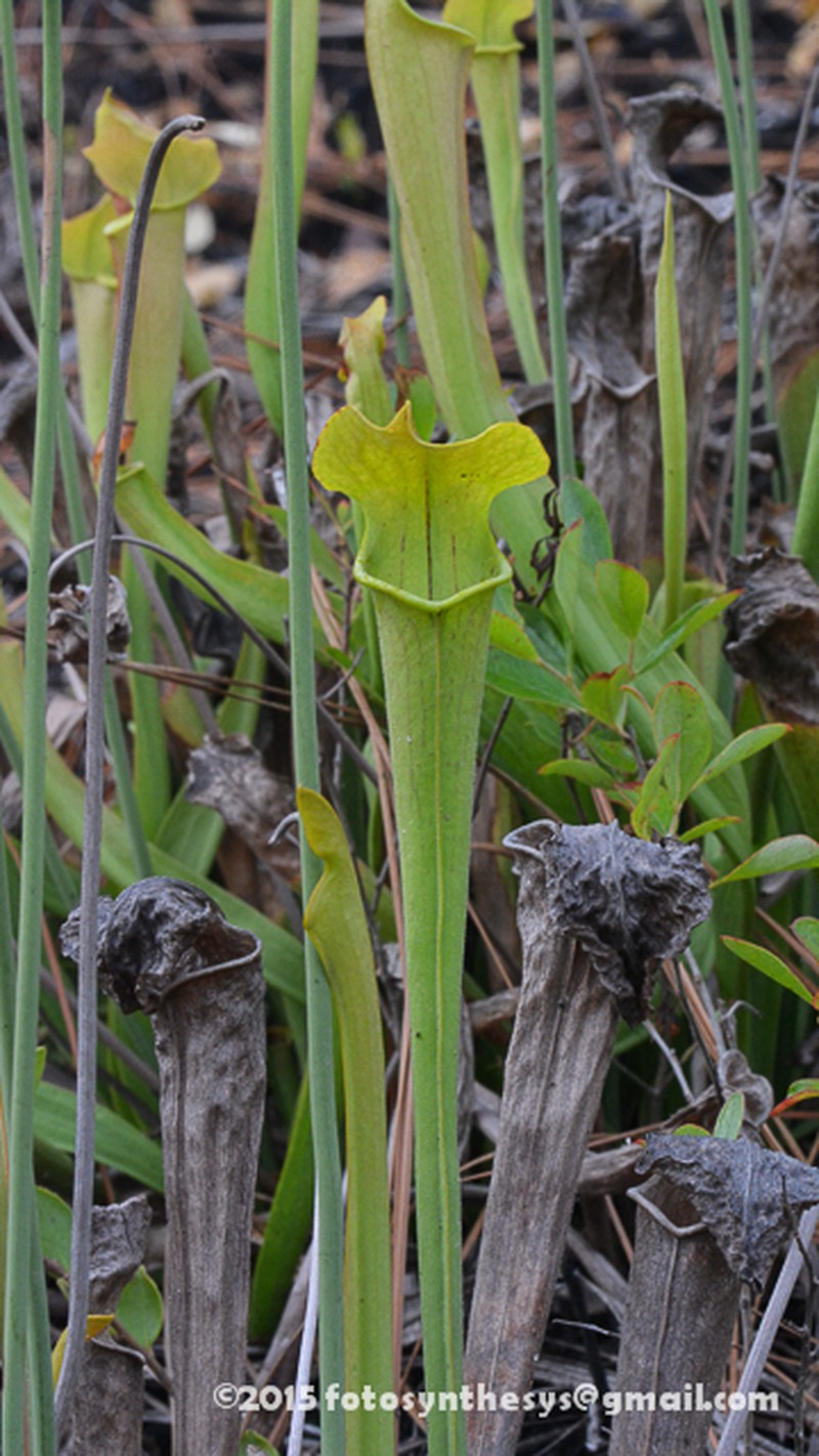Sarracenia alabamensis photo 4