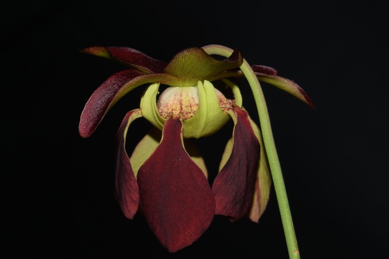 Sarracenia alabamensis photo 5