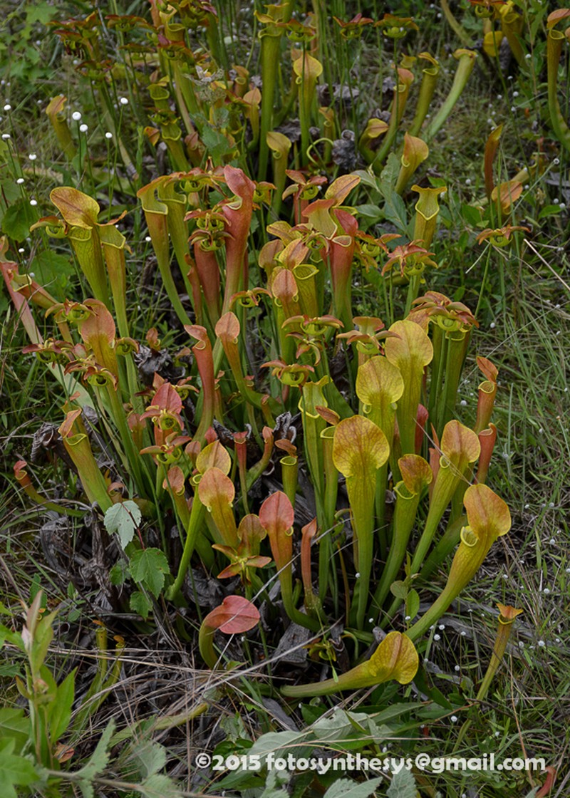 Sarracenia alabamensis photo 6