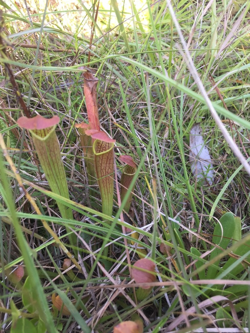 Sarracenia alabamensis photo 7