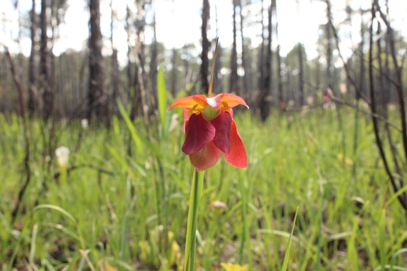 Sarracenia alabamensis subsp. wherryi