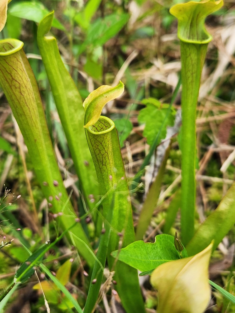 Sarracenia alabamensis subsp. wherryi photo 2