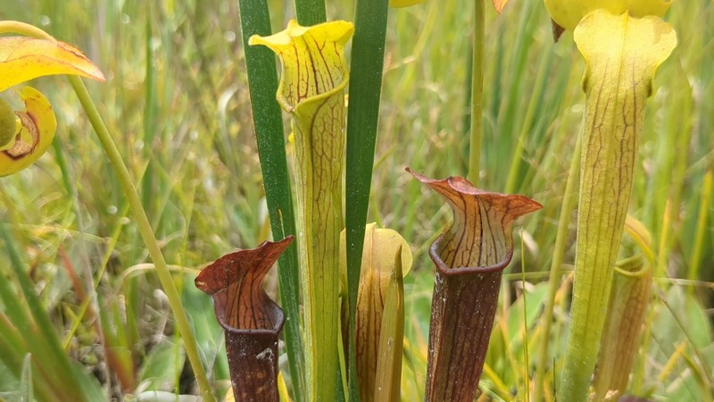 Sarracenia alabamensis subsp. wherryi photo 3