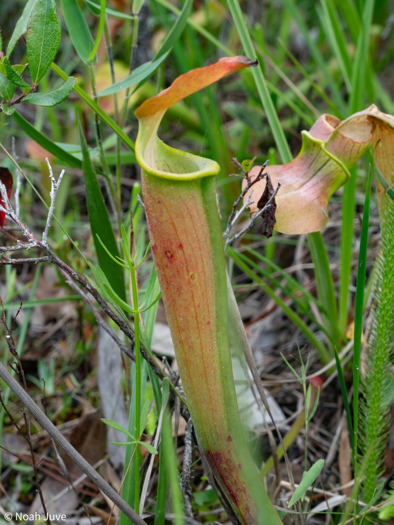 Sarracenia alabamensis subsp. wherryi photo 4