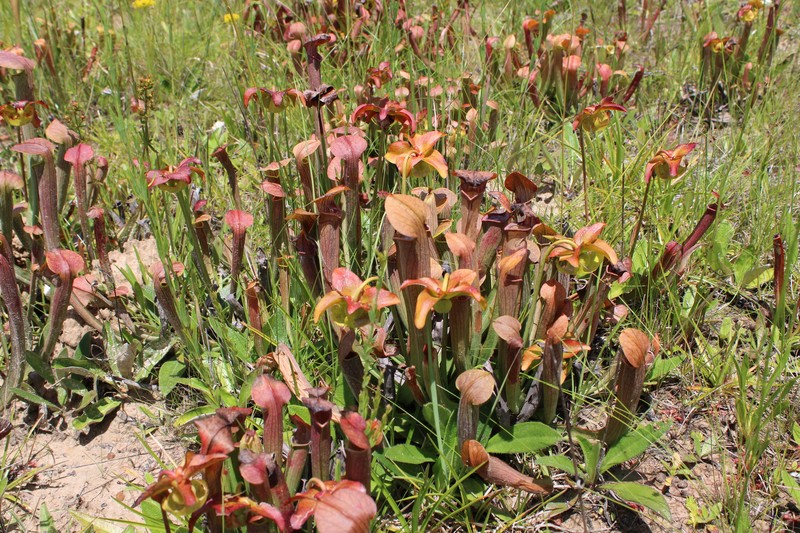 Sarracenia alabamensis subsp. wherryi photo 5