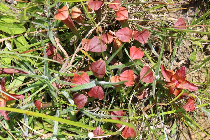 Sarracenia alabamensis subsp. wherryi photo 6