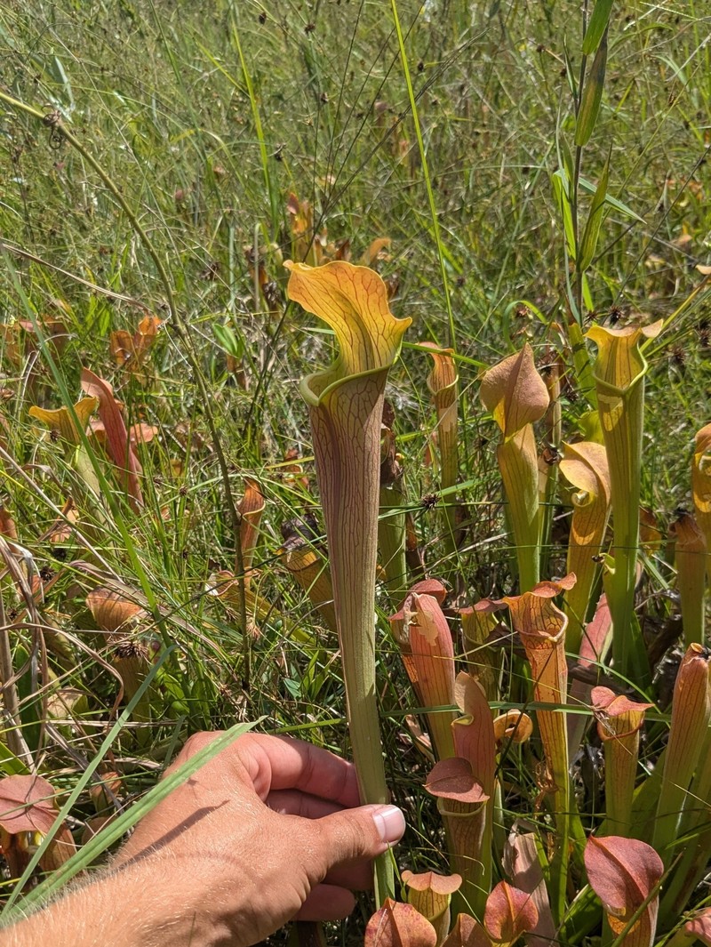 Sarracenia alabamensis subsp. wherryi photo 7