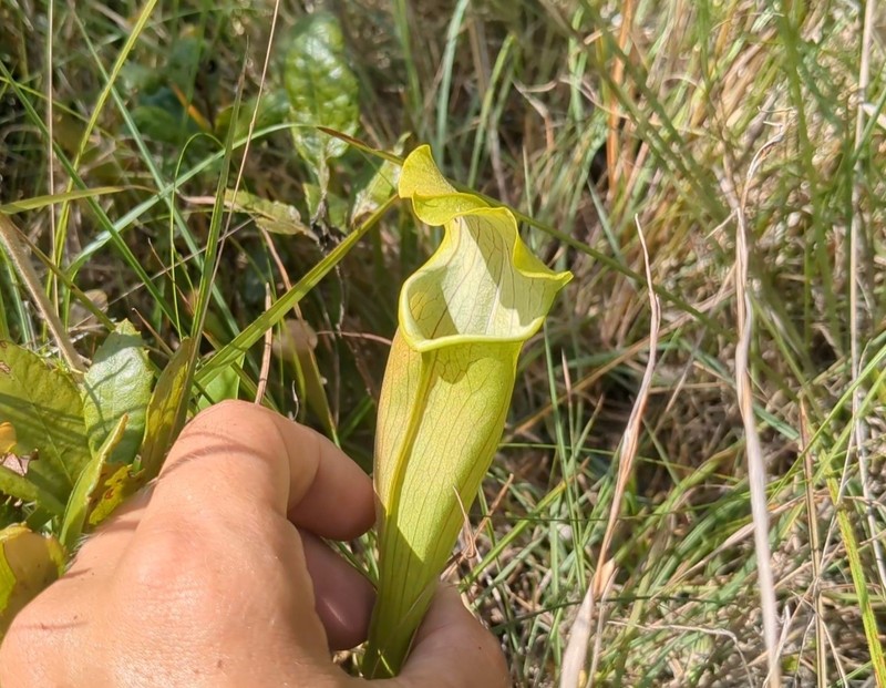 Sarracenia alabamensis subsp. wherryi photo 8