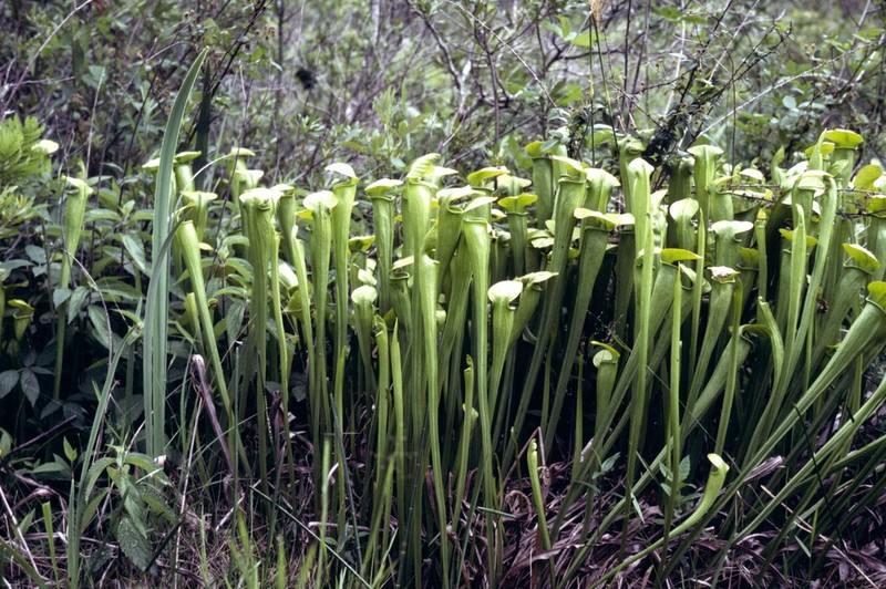 Yellow Trumpets photo 3