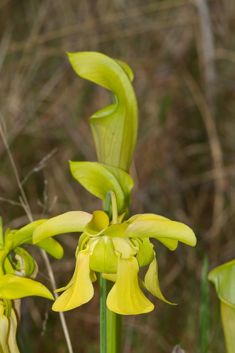 Yellow Trumpets photo 4