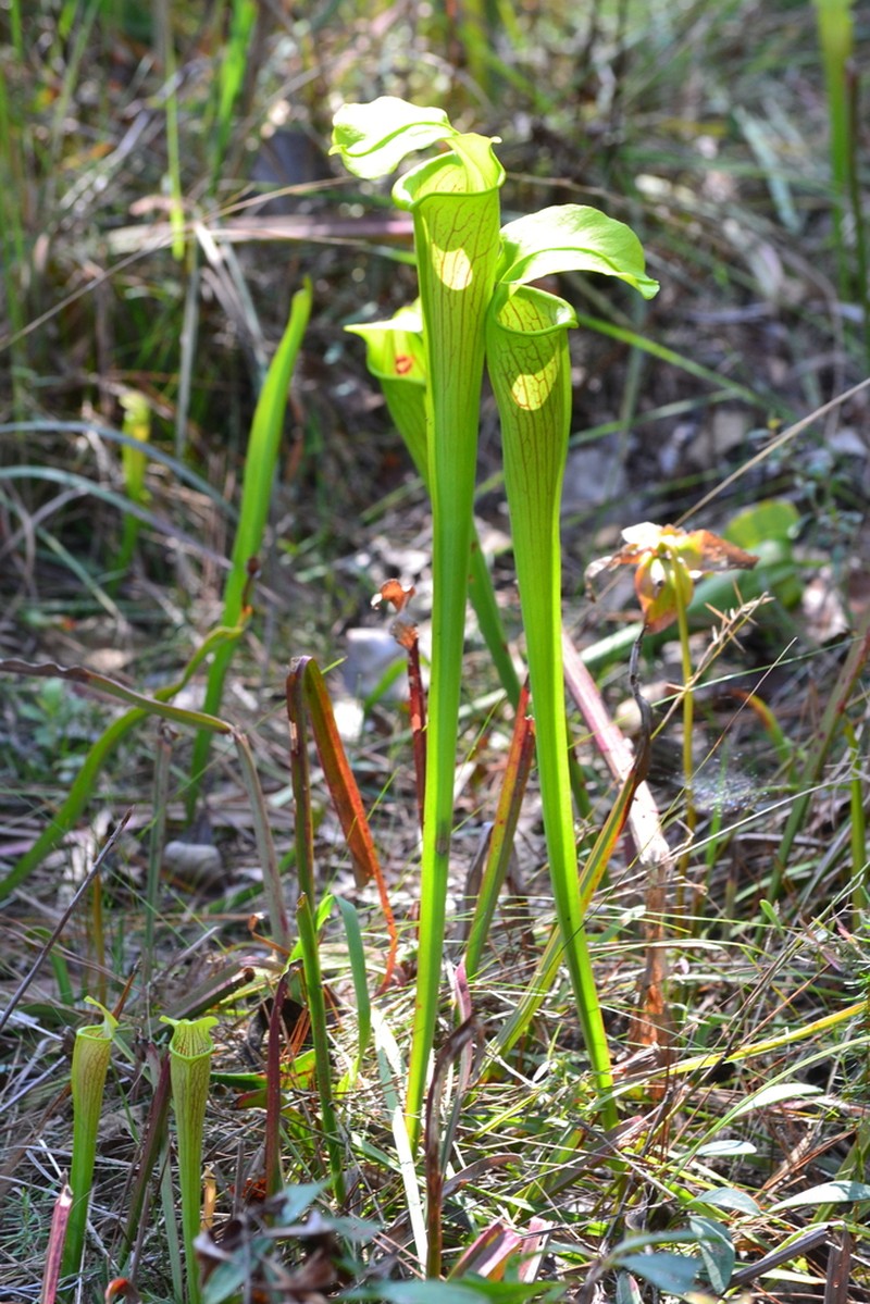 Yellow Trumpets photo 5