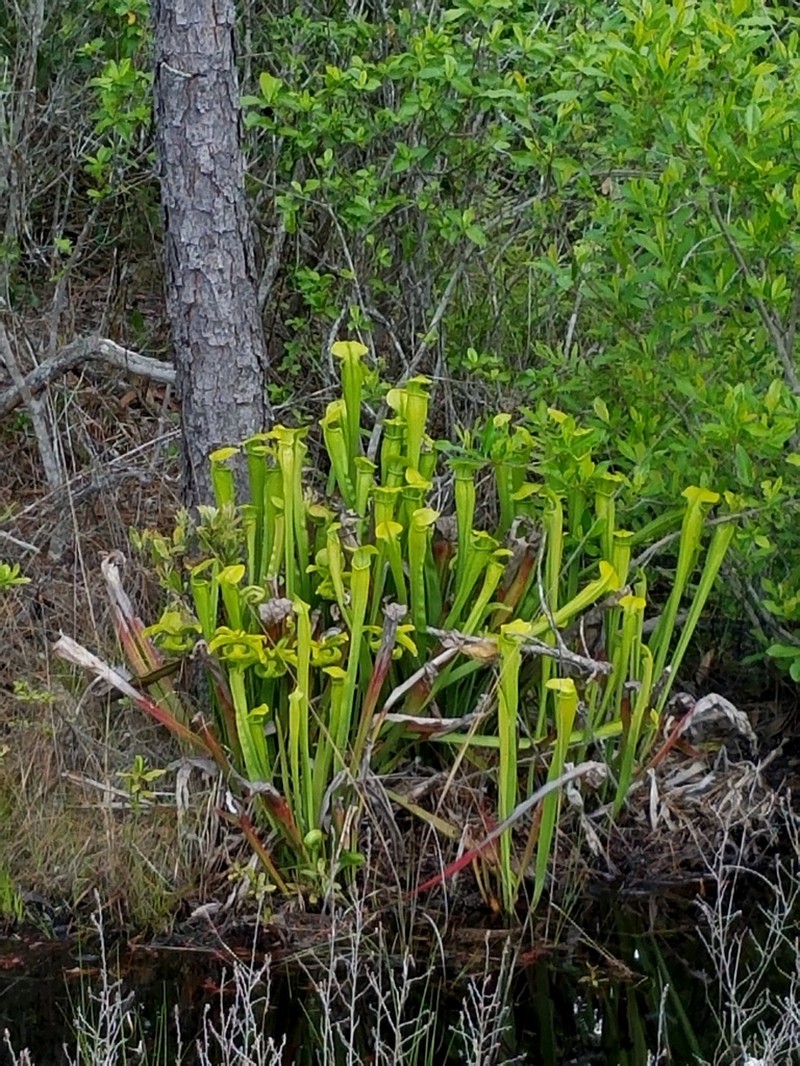 Yellow Trumpets photo 6