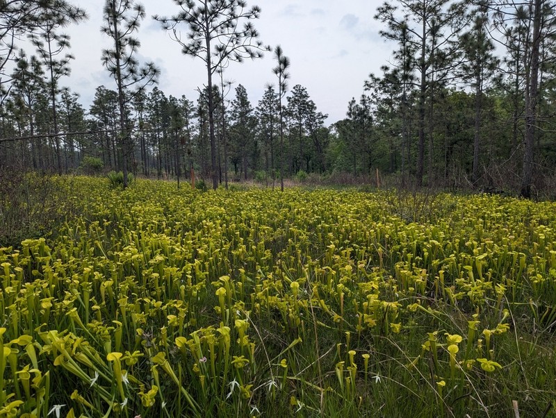 Yellow Trumpets photo 8