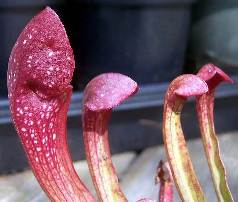 Pitcherplant photo 2