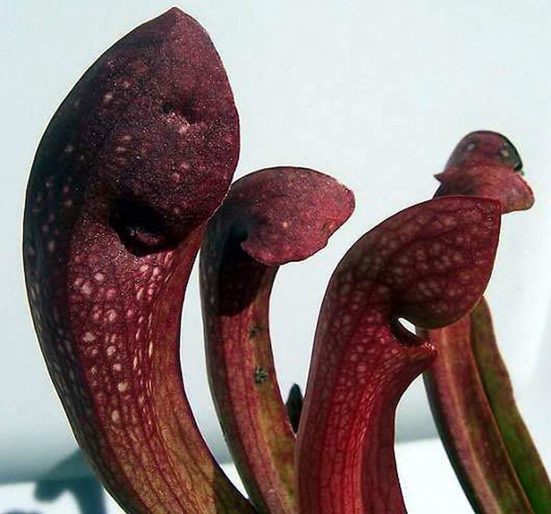 Pitcherplant photo 3