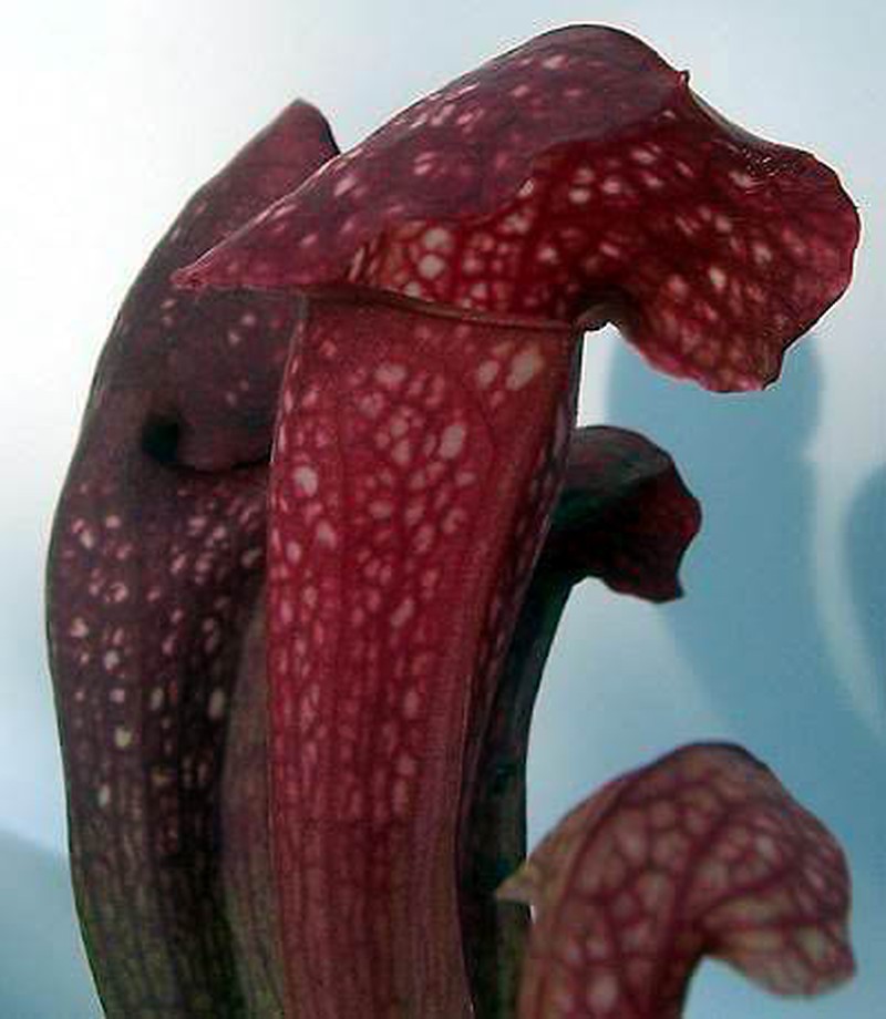 Pitcherplant photo 4