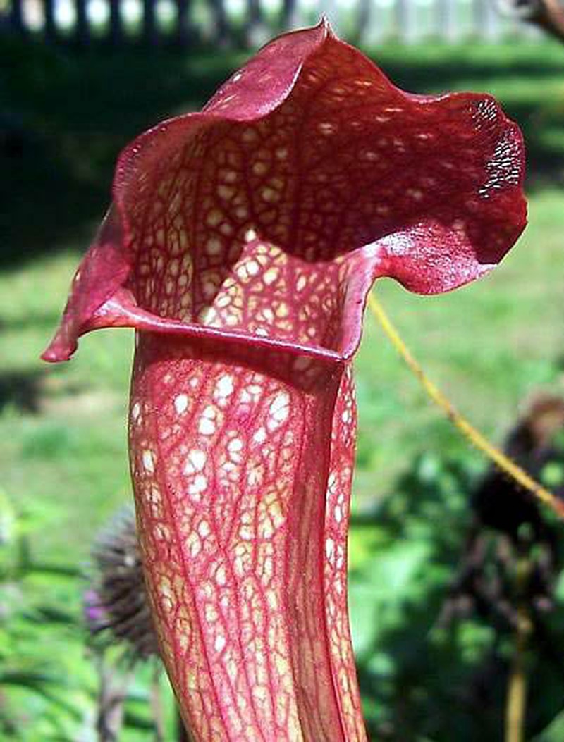 Pitcherplant photo 5