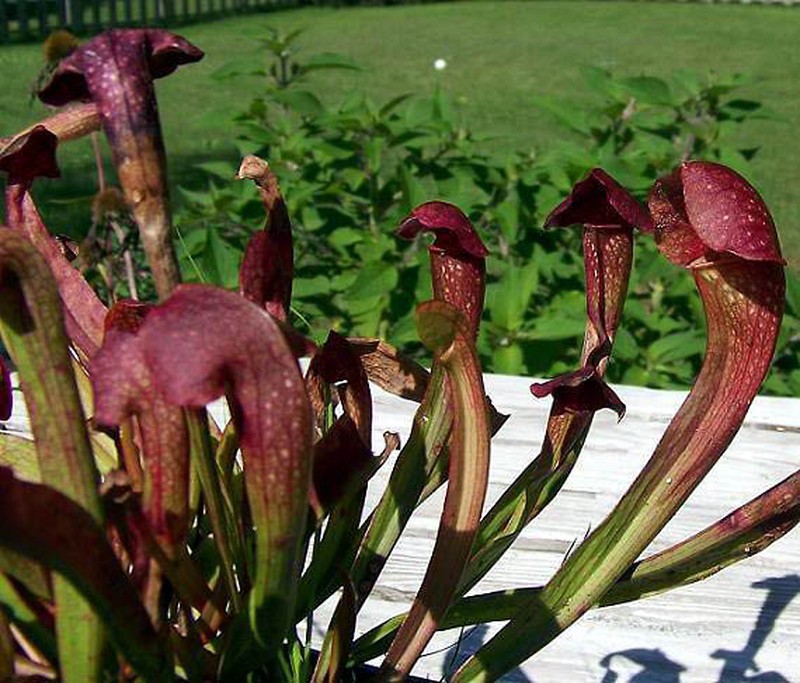 Pitcherplant photo 6