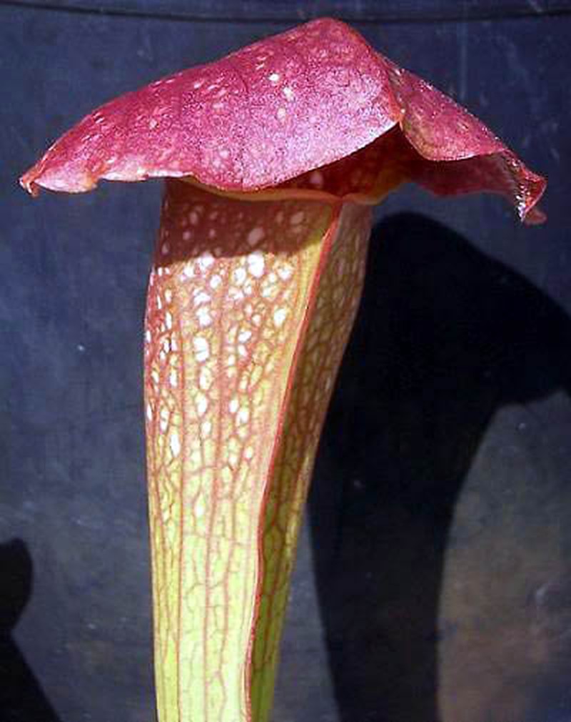 Pitcherplant photo 7