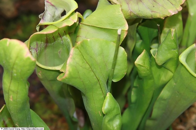 Pitcherplant photo 2