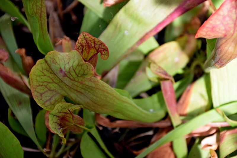 Pitcherplant photo 2