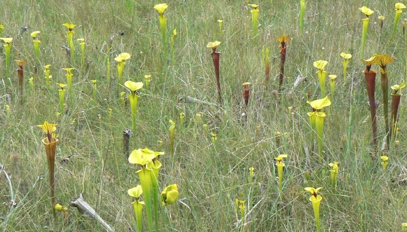 Yellow Pitcherplant photo 2