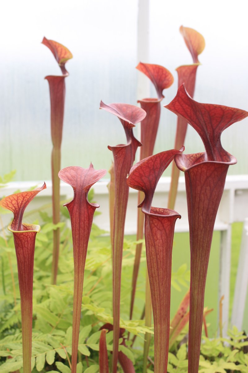 Yellow Pitcherplant photo 3