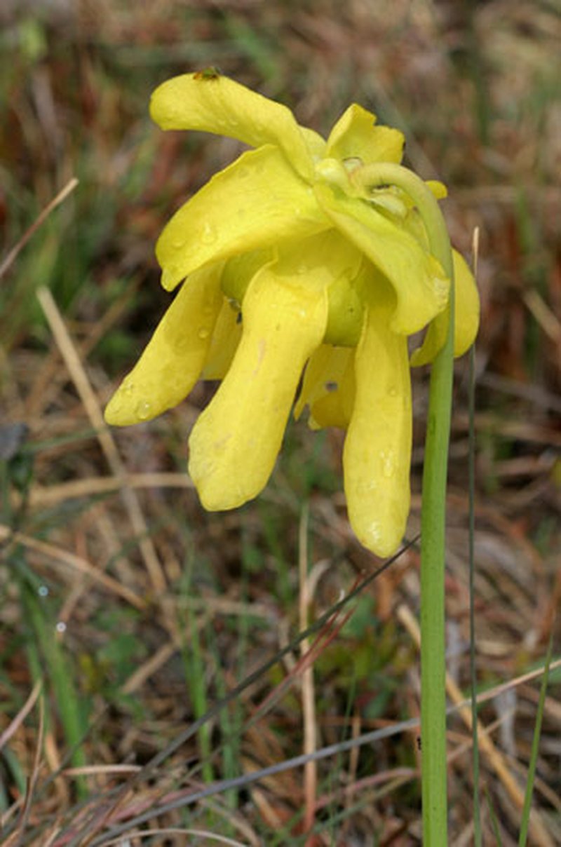 Yellow Pitcherplant photo 4