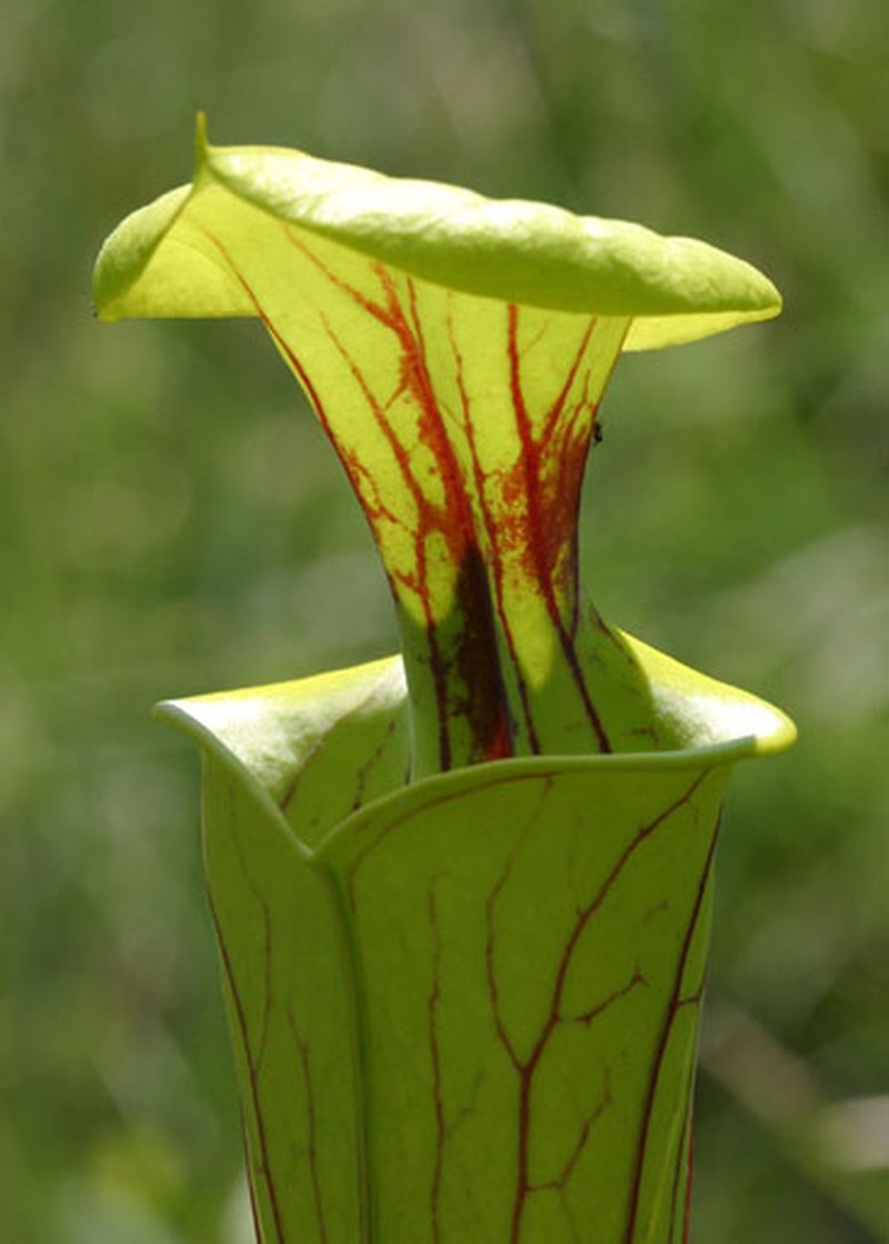 Yellow Pitcherplant photo 5