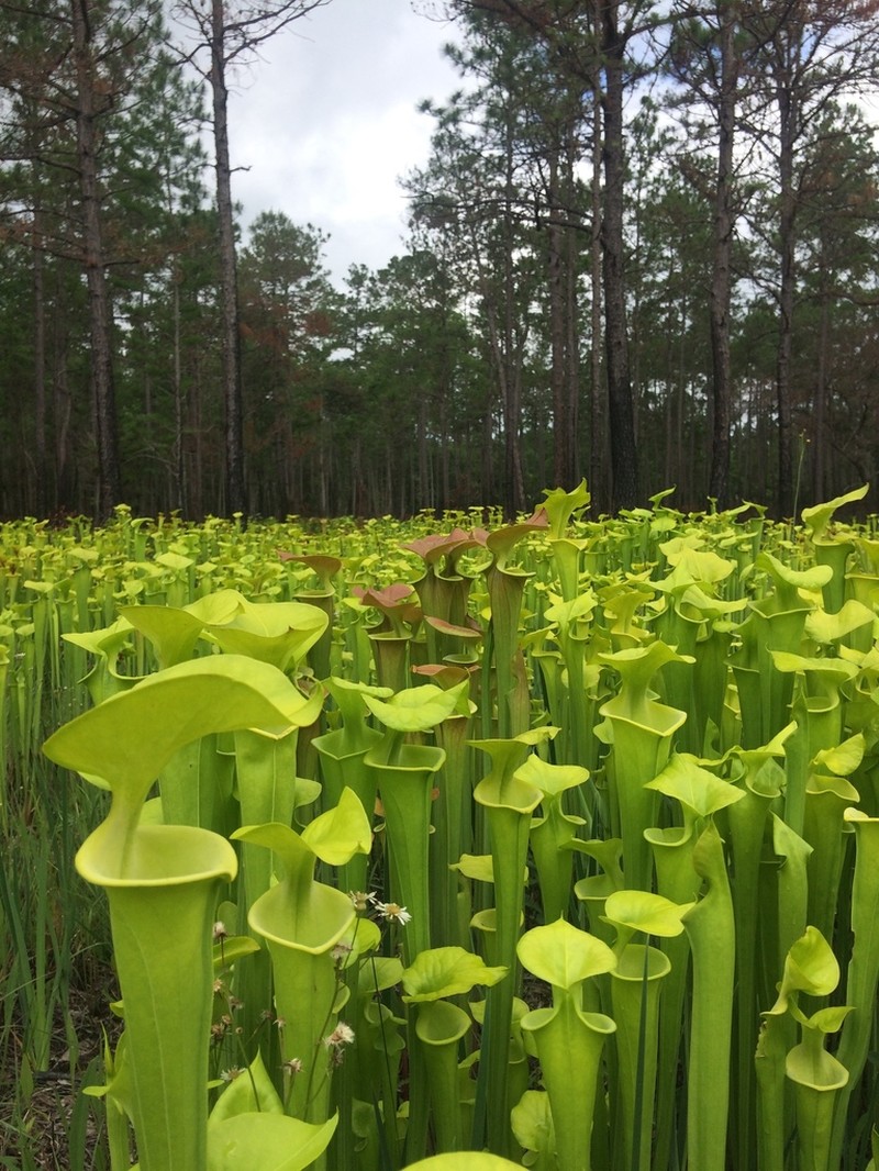 Yellow Pitcherplant photo 6