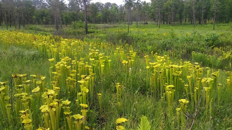 Yellow Pitcherplant photo 7