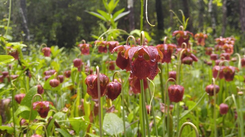 Sarracenia jonesii photo 2