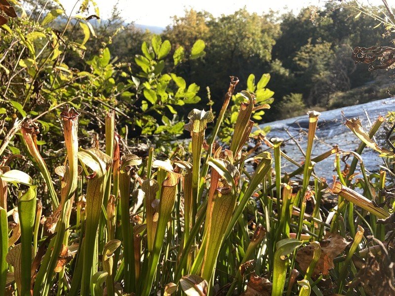 Sarracenia jonesii photo 3