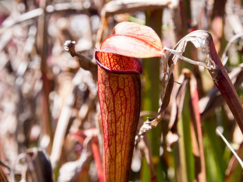 Sarracenia jonesii photo 4
