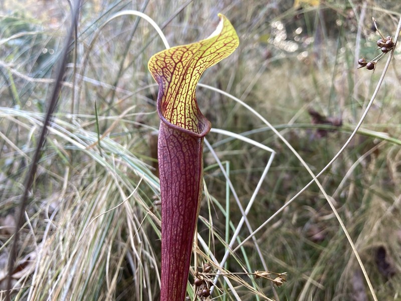 Sarracenia jonesii photo 5
