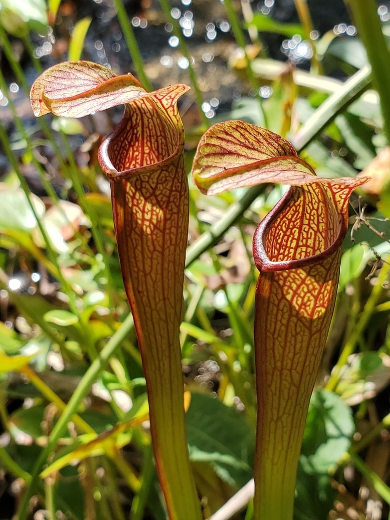 Sarracenia jonesii photo 6