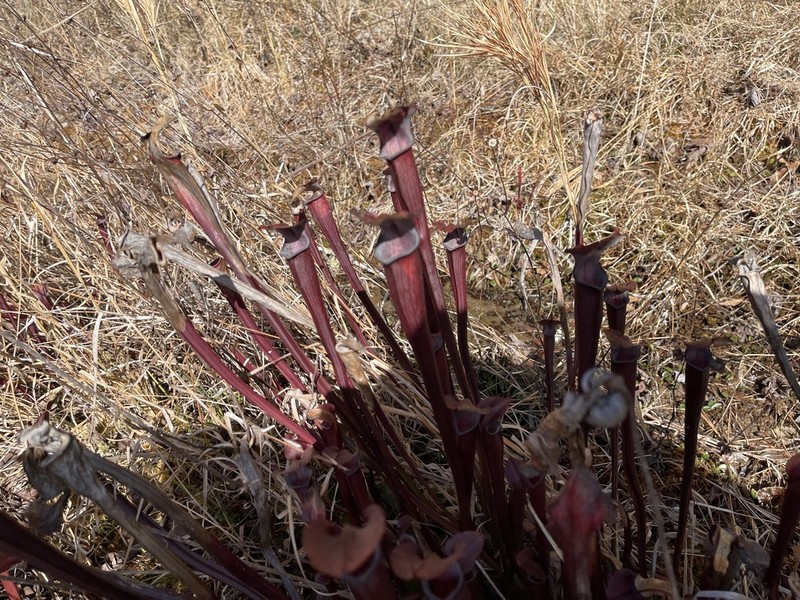 Sarracenia jonesii photo 7